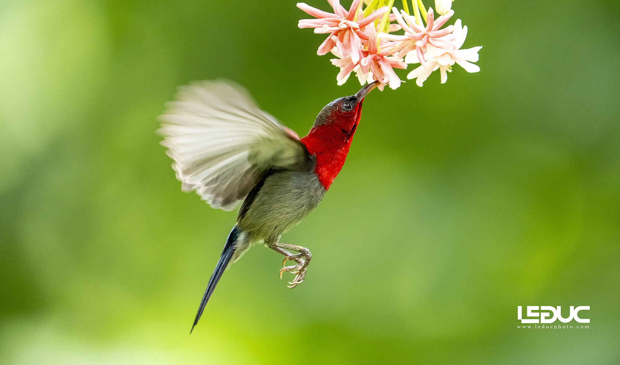 Chim xác pháo ( hút mật) (1)